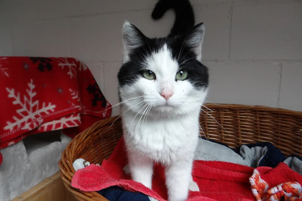 Rudolf, male Mixed Breed for adoption at Stiftung Paradiesli, Tierheim für Ob und Nidwalden