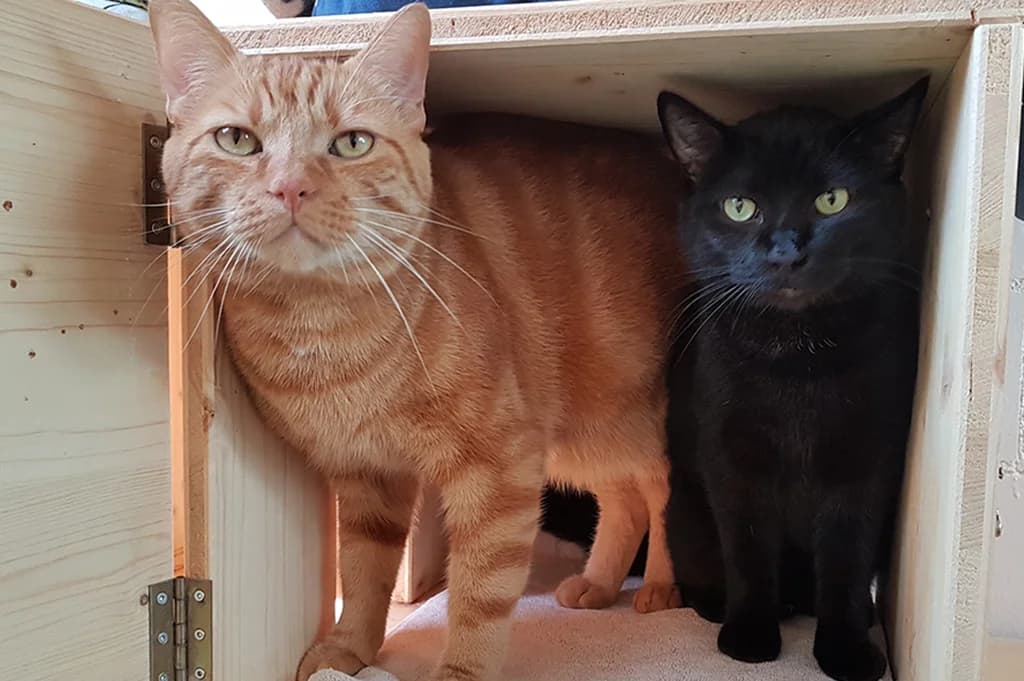 Anakin und Gizmo, male Mixed Breed for adoption at Stiftung Paradiesli, Tierheim für Ob und Nidwalden