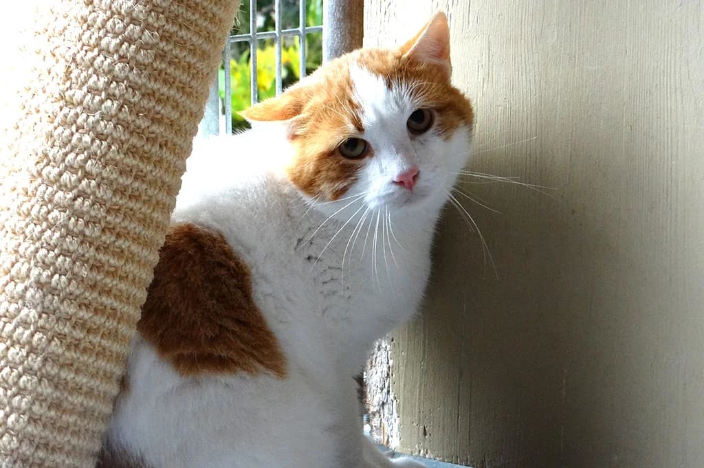 Felix, male Mixed Breed for adoption at Stiftung Paradiesli, Tierheim für Ob und Nidwalden