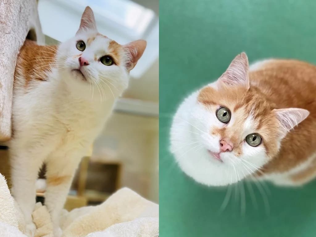 Lumpi & Whisky, male Mixed Breed for adoption at Stiftung Paradiesli, Tierheim für Ob und Nidwalden