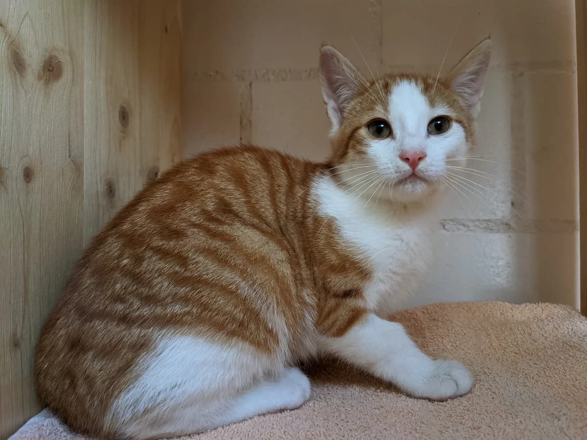 Emil, male Mixed Breed for adoption at Stiftung Paradiesli, Tierheim für Ob und Nidwalden