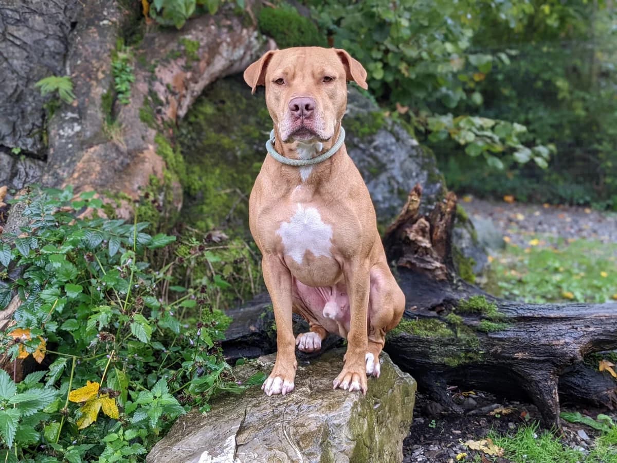 Red, male 7yo American Staffordshire Terrier for adoption at Stiftung Paradiesli, Tierheim für Ob und Nidwalden