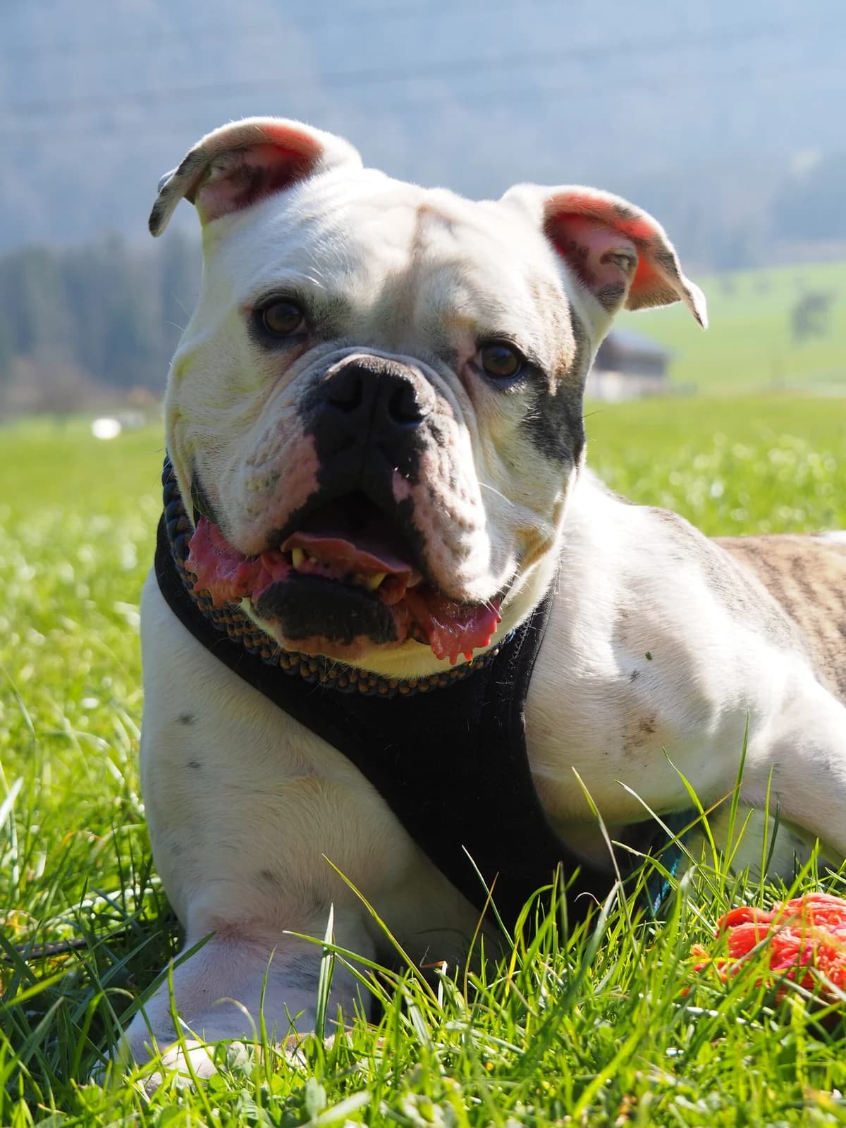 Apollo, male English Bulldog for adoption at Stiftung Paradiesli, Tierheim für Ob und Nidwalden
