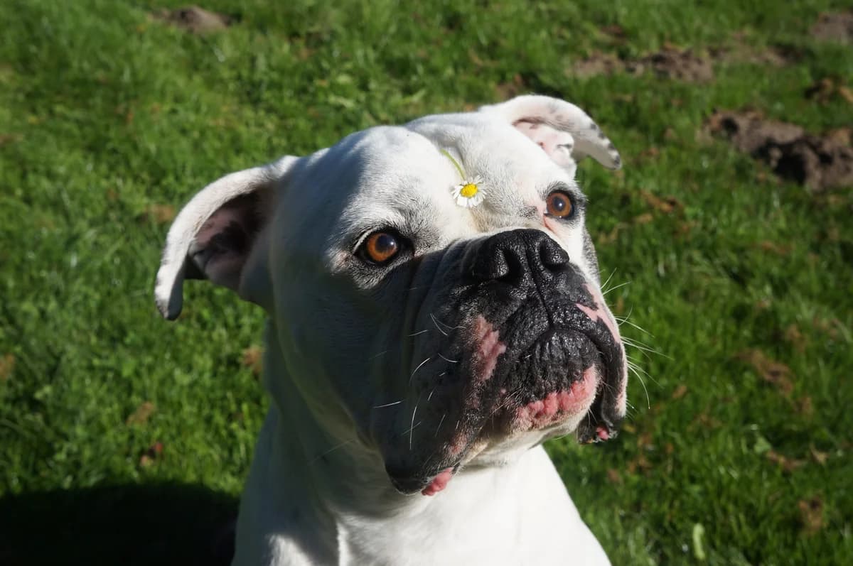Apollo, male 5yo English Bulldog for adoption at Stiftung Paradiesli, Tierheim für Ob und Nidwalden