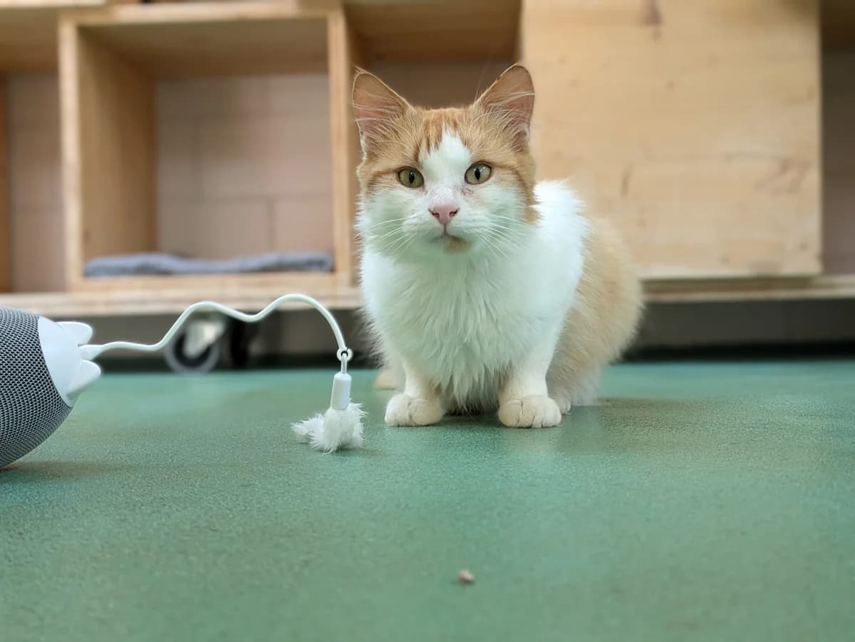 Ralf, male Mixed Breed for adoption at Stiftung Paradiesli, Tierheim für Ob und Nidwalden