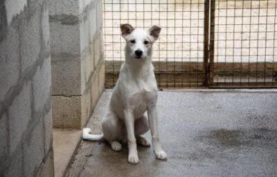 Sebas sucht seine Menschen, male puppy Labrador Retriever for adoption at Stiftung Paradiesli, Tierheim für Ob und Nidwalden