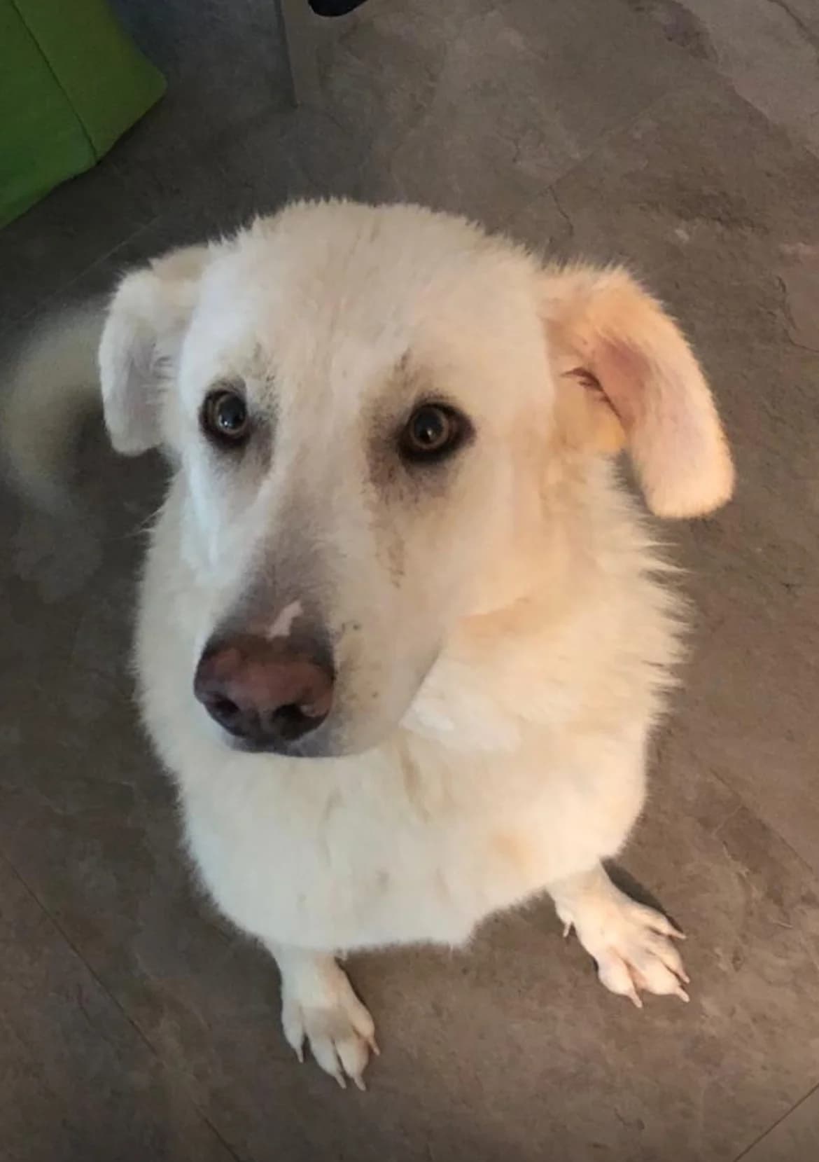 Lady – von Privat, female Mixed Breed for adoption at Stiftung Paradiesli, Tierheim für Ob und Nidwalden