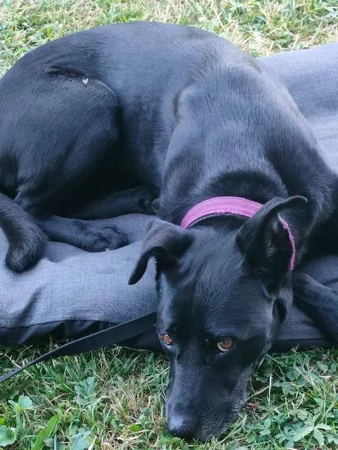 Onyx – Vermittlung von Privat, male 3yo Mixed Breed for adoption at Stiftung Paradiesli, Tierheim für Ob und Nidwalden