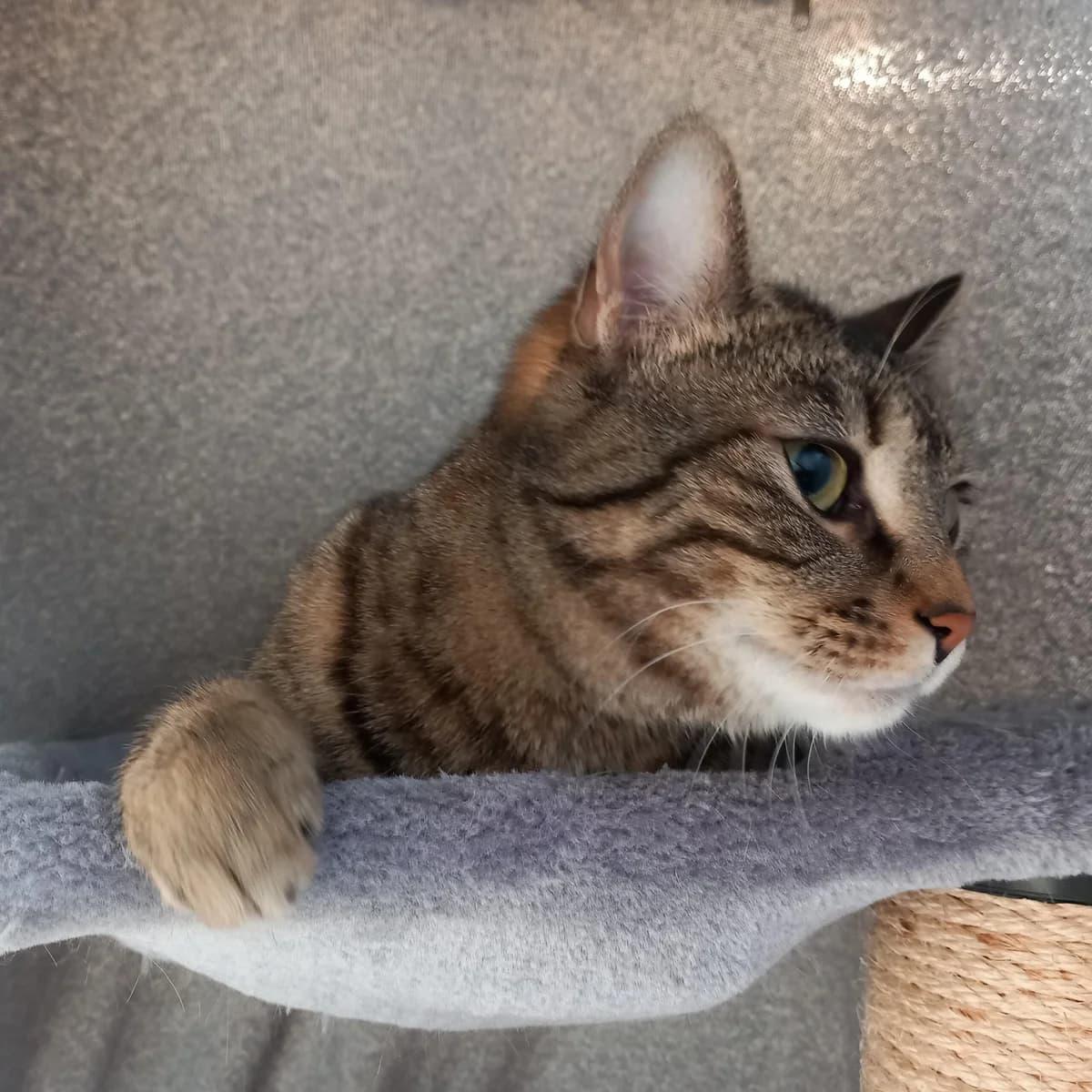 Nala – hat Interessenten, female 3yo Mixed Breed for adoption at Stiftung Paradiesli, Tierheim für Ob und Nidwalden