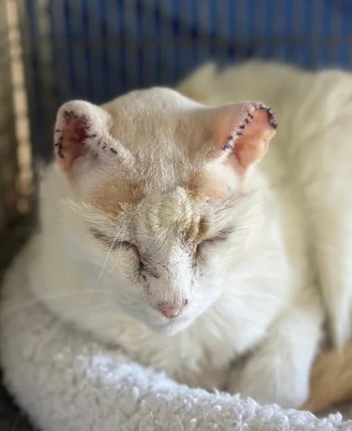 Notfall – Charlie (Vermittlung von Privat), male senior Mixed Breed for adoption at Stiftung Paradiesli, Tierheim für Ob und Nidwalden