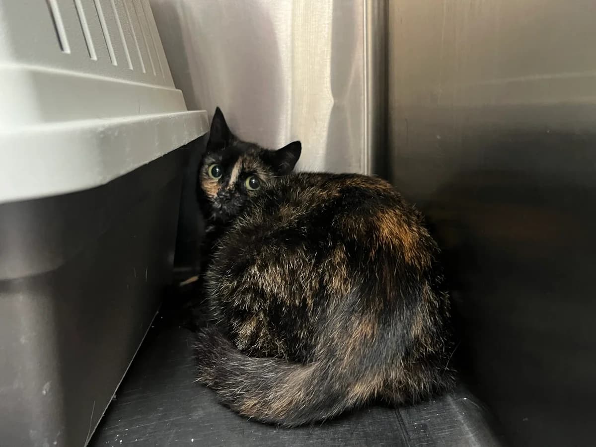 Uranus– Hat Interessenten, female 3yo Mixed Breed for adoption at Stiftung Paradiesli, Tierheim für Ob und Nidwalden