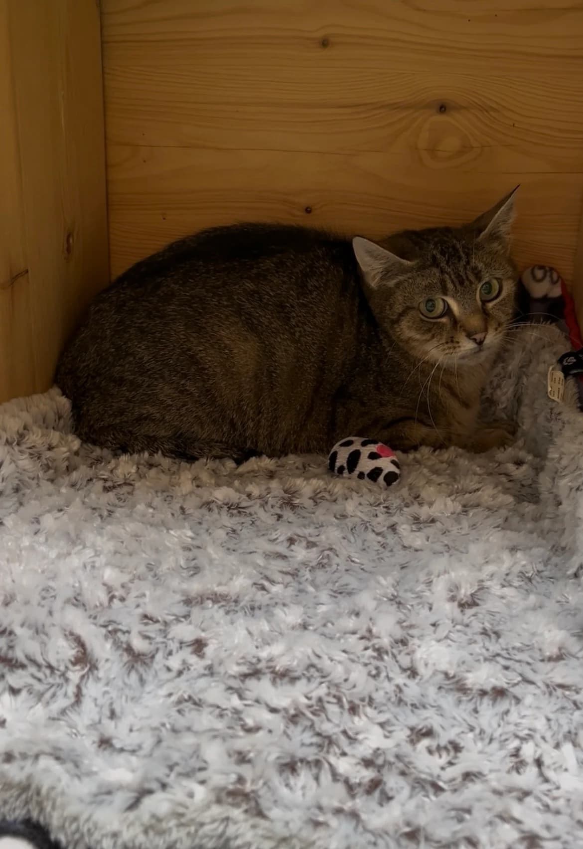 Jupiter, female 3yo Mixed Breed for adoption at Stiftung Paradiesli, Tierheim für Ob und Nidwalden