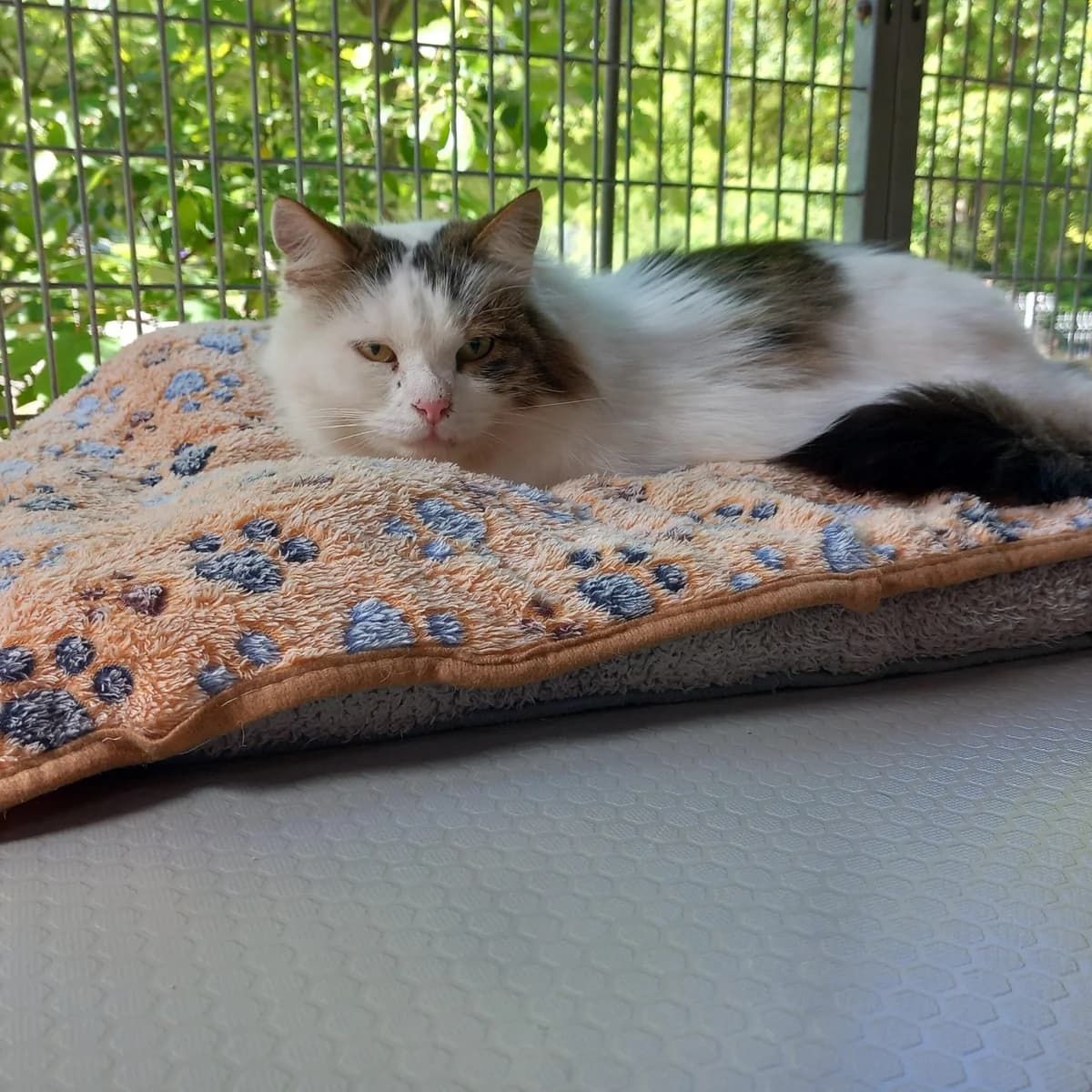 Kaleo, male 5yo Mixed Breed for adoption at Stiftung Paradiesli, Tierheim für Ob und Nidwalden