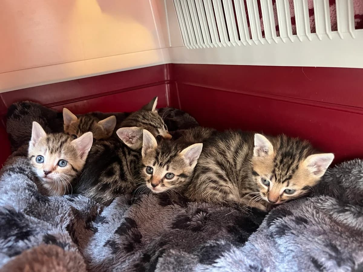 Kitten- Symbolbild, male Mixed Breed for adoption at Stiftung Paradiesli, Tierheim für Ob und Nidwalden