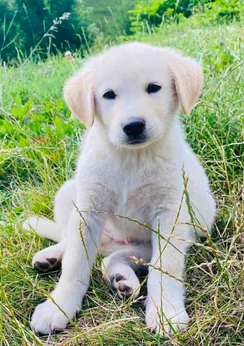 Moomi –, puppy Mixed Breed for adoption at Stiftung Paradiesli, Tierheim für Ob und Nidwalden