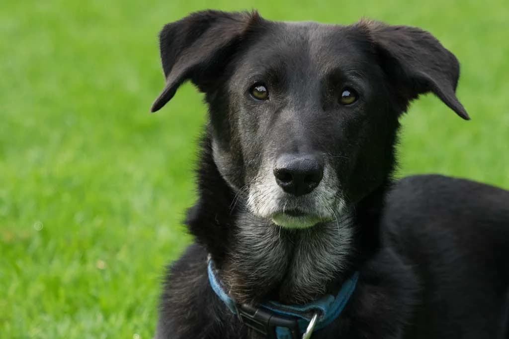 Chica, female Mixed Breed for adoption at Stiftung Paradiesli, Tierheim für Ob und Nidwalden