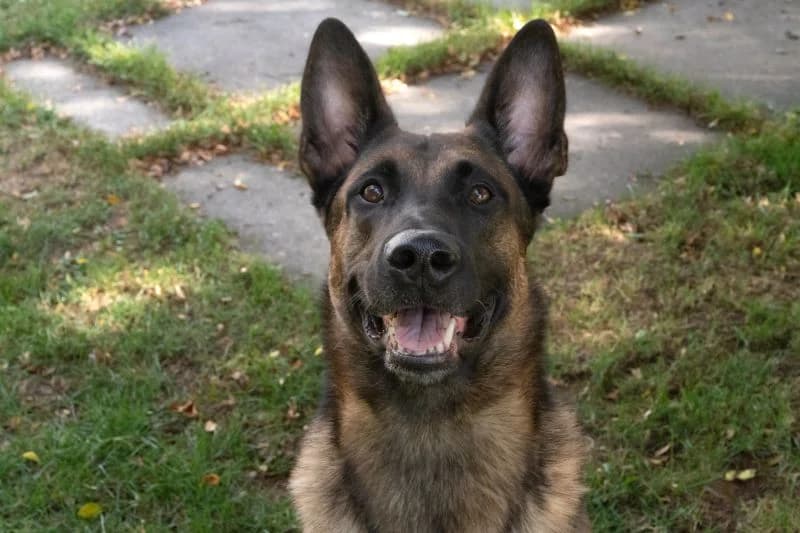 Koda, male 3yo Belgian Malinois for adoption at Tierheim Tierpension Strubeli
