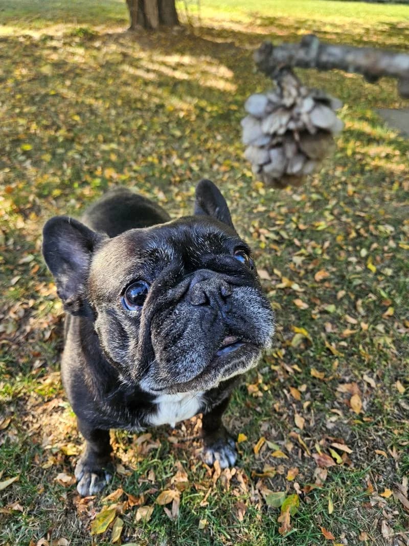 Melli, female senior French Bulldog for adoption at Tierheim Tierpension Strubeli
