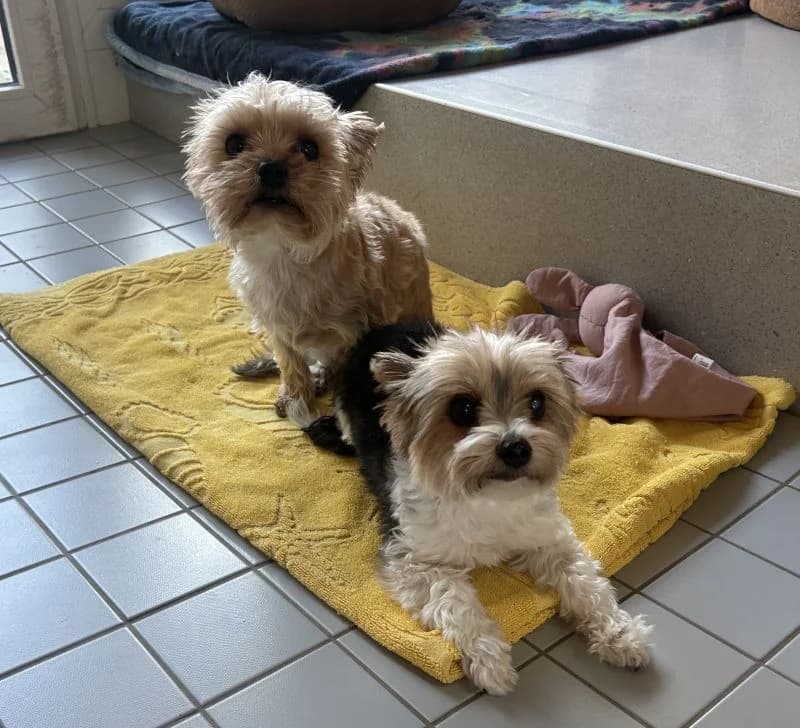 Luna & Rocky, female 6yo Yorkshire Terrier for adoption at Tierheim Tierpension Strubeli
