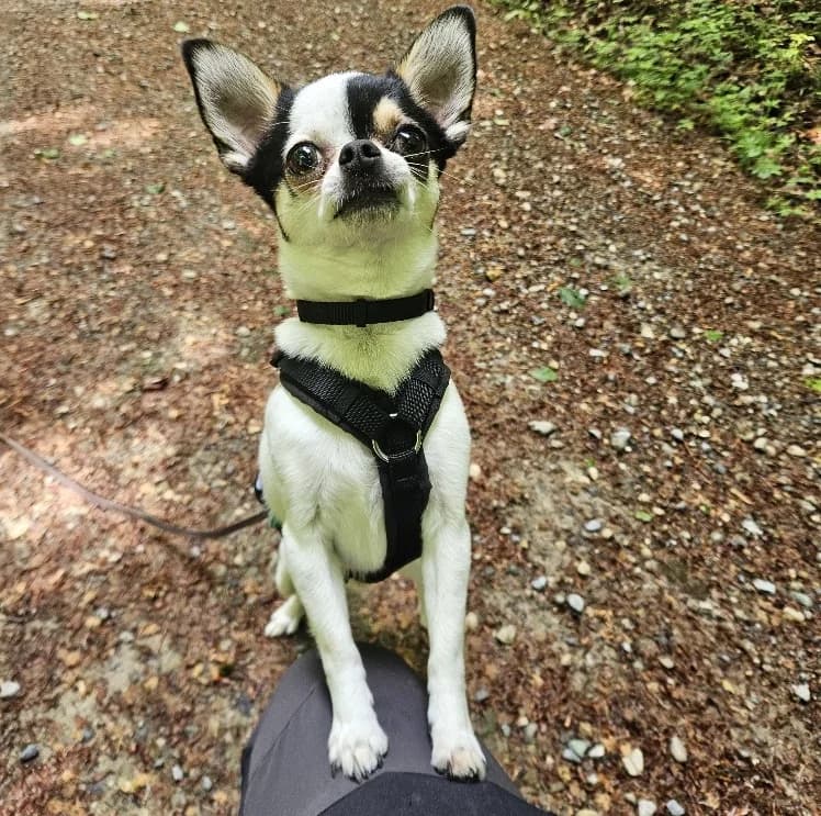 Lyno, male young Chihuahua for adoption at Tierheim Tierpension Strubeli