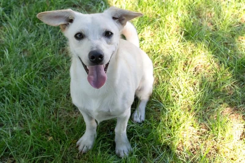 Bam Bam, male puppy Mixed Breed for adoption at Tierheim Tierpension Strubeli