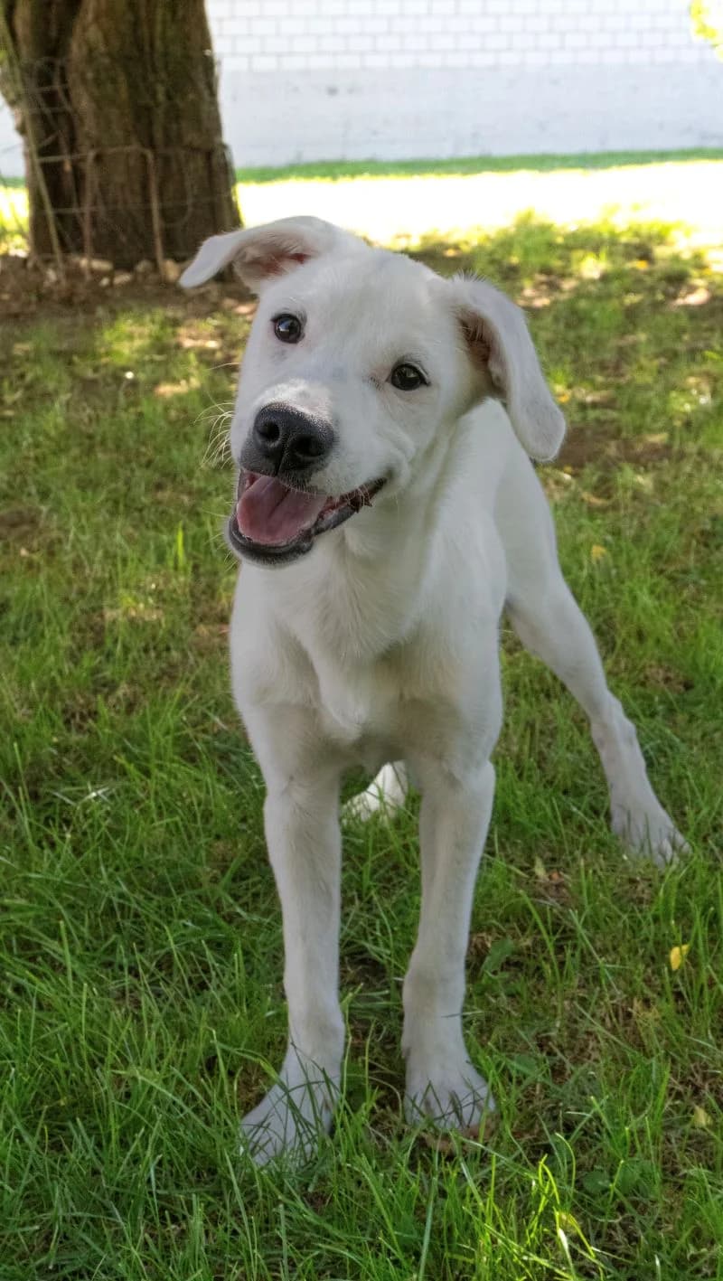 Simba, male puppy Mixed Breed for adoption at Tierheim Tierpension Strubeli