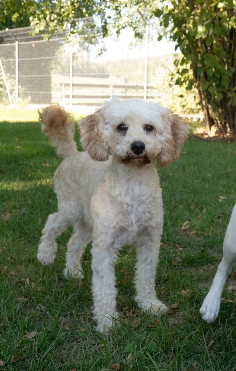 Kiko, male young Poodle for adoption at Tierheim Tierpension Strubeli
