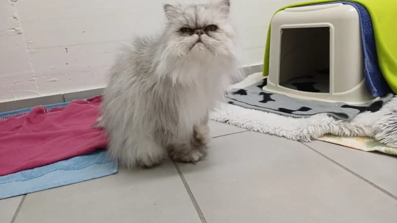 Baby, Wohnungskatze, male senior Persian for adoption at Tierdörfli Olten, Wangen bei Olten