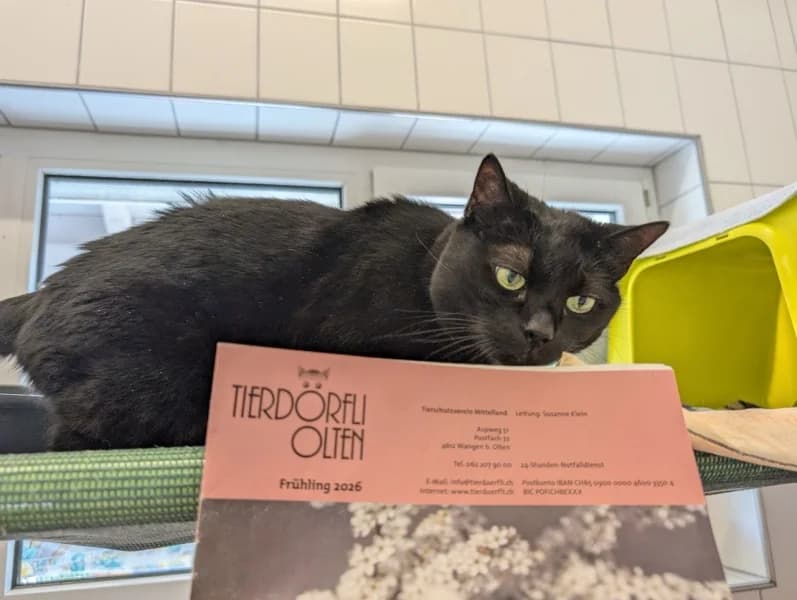 Bertha Luna, Wohnungskatze, female senior Mixed Breed Cat for adoption at Tierdörfli Olten, Wangen bei Olten