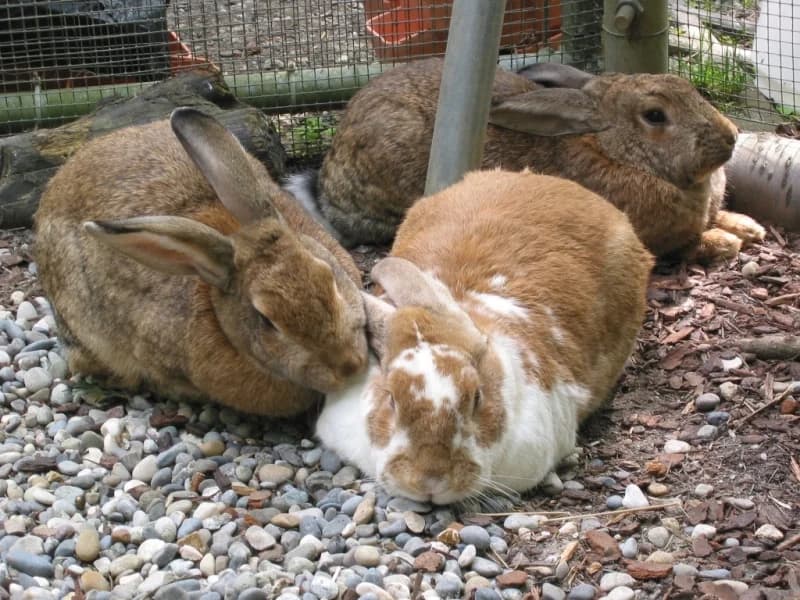 Kaninchen (kleinere und grössere Gruppen), male senior Mixed Breed for adoption at Tierdörfli Olten, Wangen bei Olten