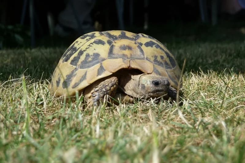 Landschildkröten, male senior mixed breed for adoption at Tierdörfli Olten, Wangen bei Olten