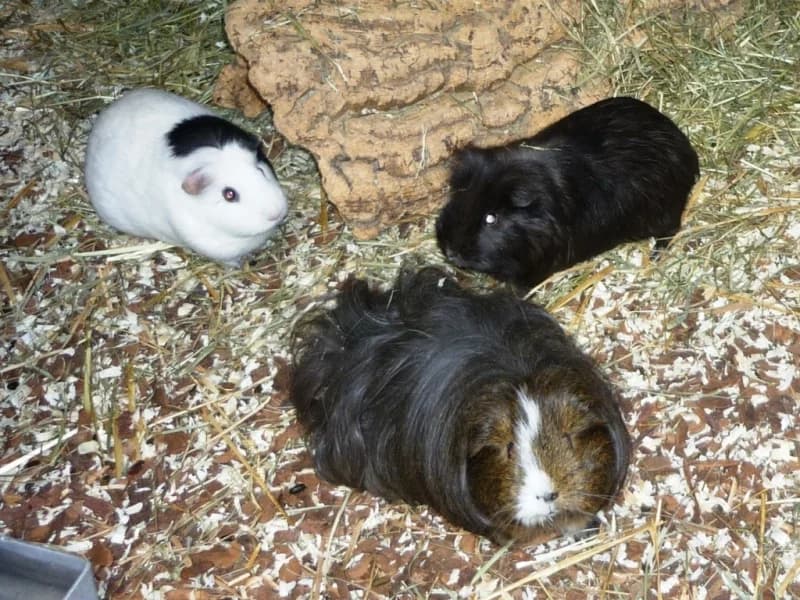 Meerschweinchen (kleinere und grössere Gruppen), male senior Mixed Breed for adoption at Tierdörfli Olten, Wangen bei Olten