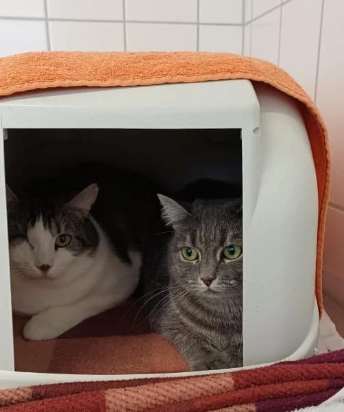 Nina und Odin, Wohnungskatzen, male Mixed Breed Cat for adoption at Tierdörfli Olten, Wangen bei Olten