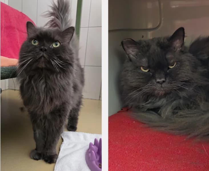 Sheila + Michi, Wohnungskatzen, male senior Mixed Breed Cat for adoption at Tierdörfli Olten, Wangen bei Olten