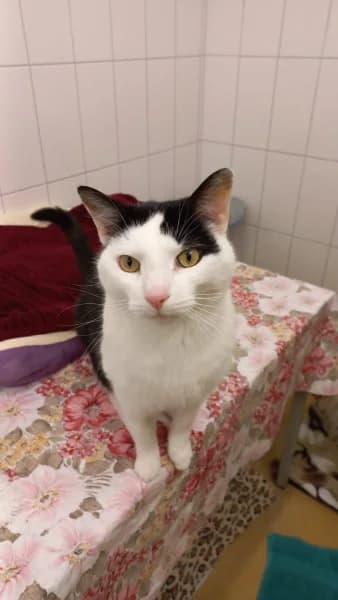 Stormy, Wohnungskatze, male 7yo Mixed Breed Cat for adoption at Tierdörfli Olten, Wangen bei Olten
