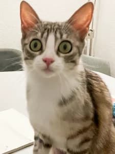 Tigi, female young Mixed Breed Cat for adoption at Tierdörfli Olten, Wangen bei Olten