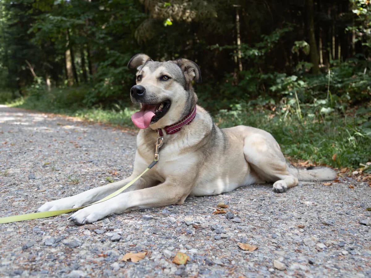 Bailey, beige male 4yo German Shepherd for adoption at Tierheim am Böhler, Unterkulm