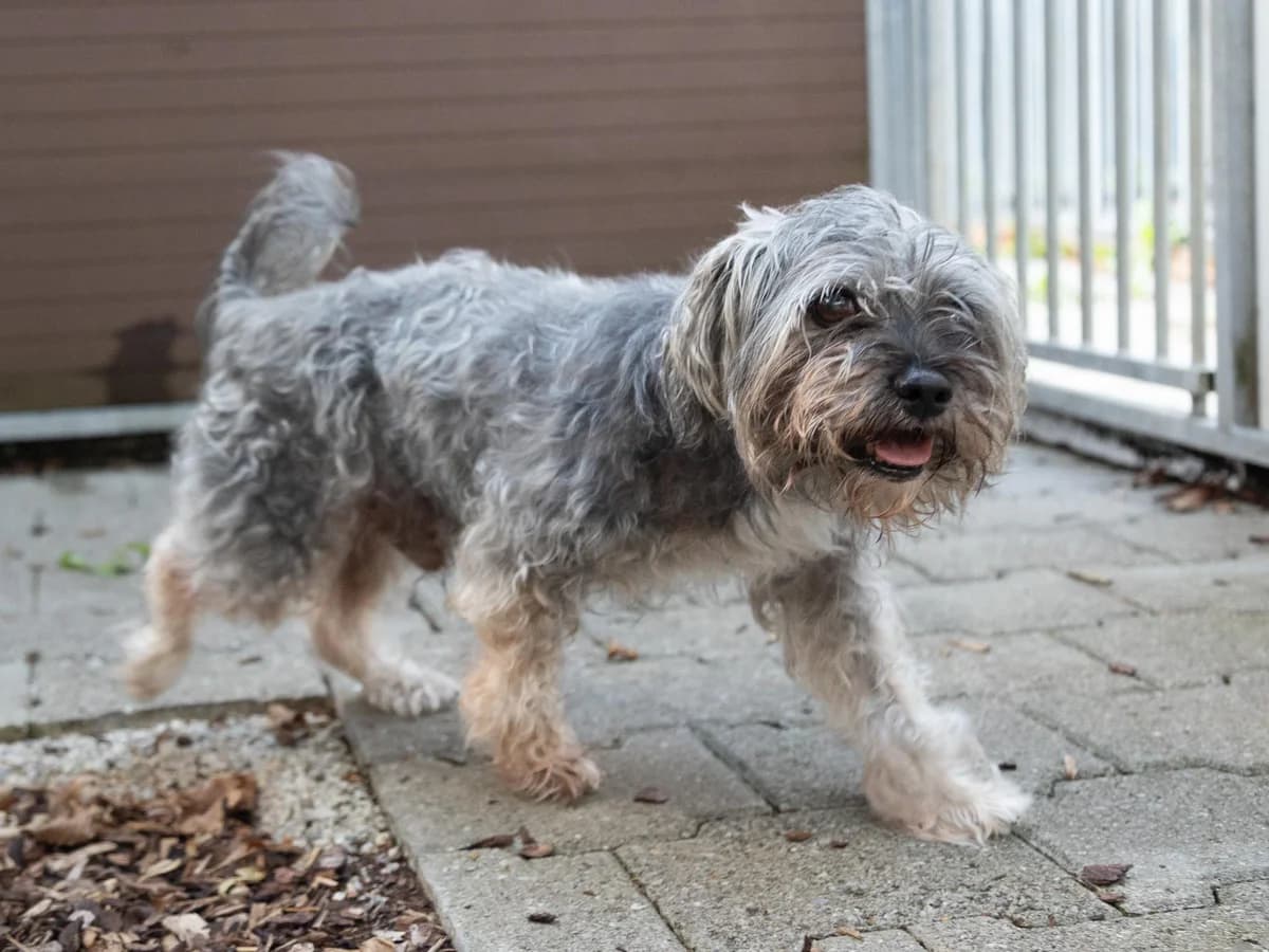Oskar Pflegestelle hat Interessenten, grau male senior Yorkshire Terrier for adoption at Tierheim am Böhler, Unterkulm