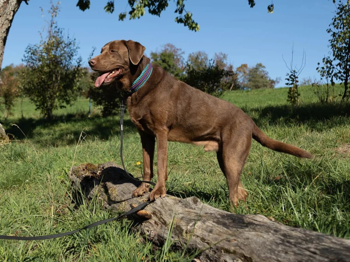 Mali Patentier, weiss male Labrador Retriever for adoption at Tierheim am Böhler, Unterkulm