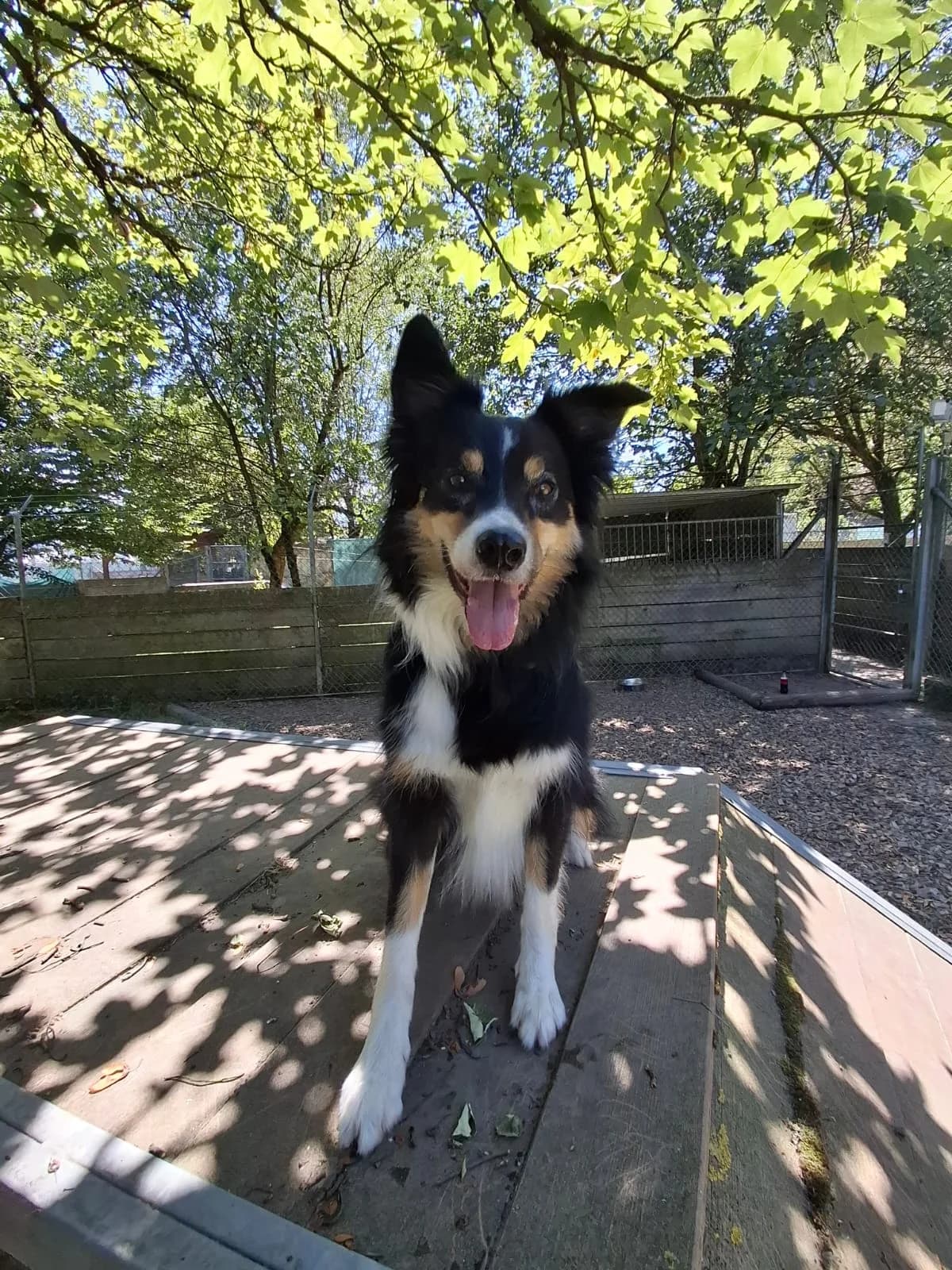 Malou, female 3yo Border Collie for adoption at Tierheim an der Ron