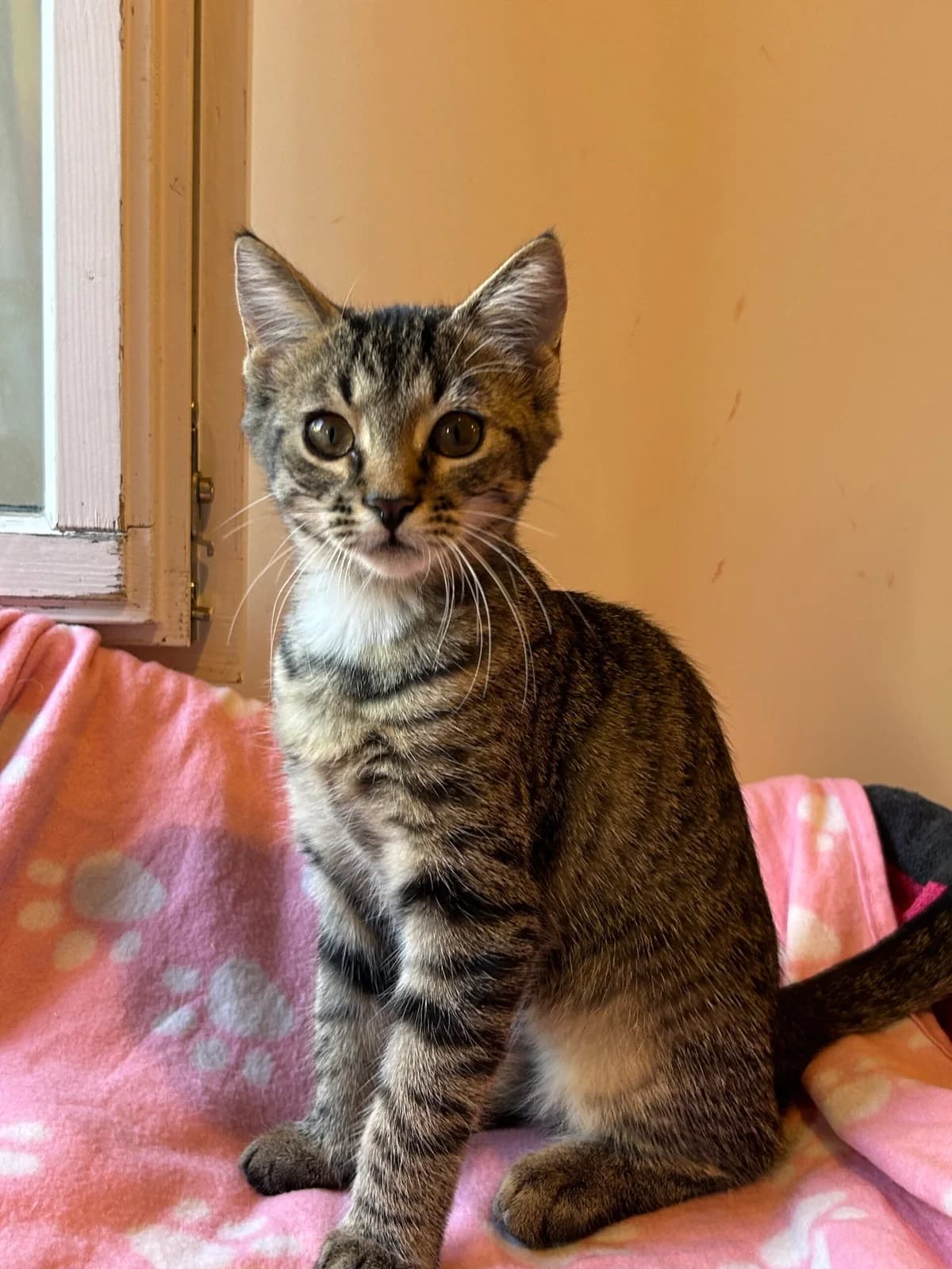Hope, female puppy Mixed Breed Cat for adoption at Tierheim an der Ron