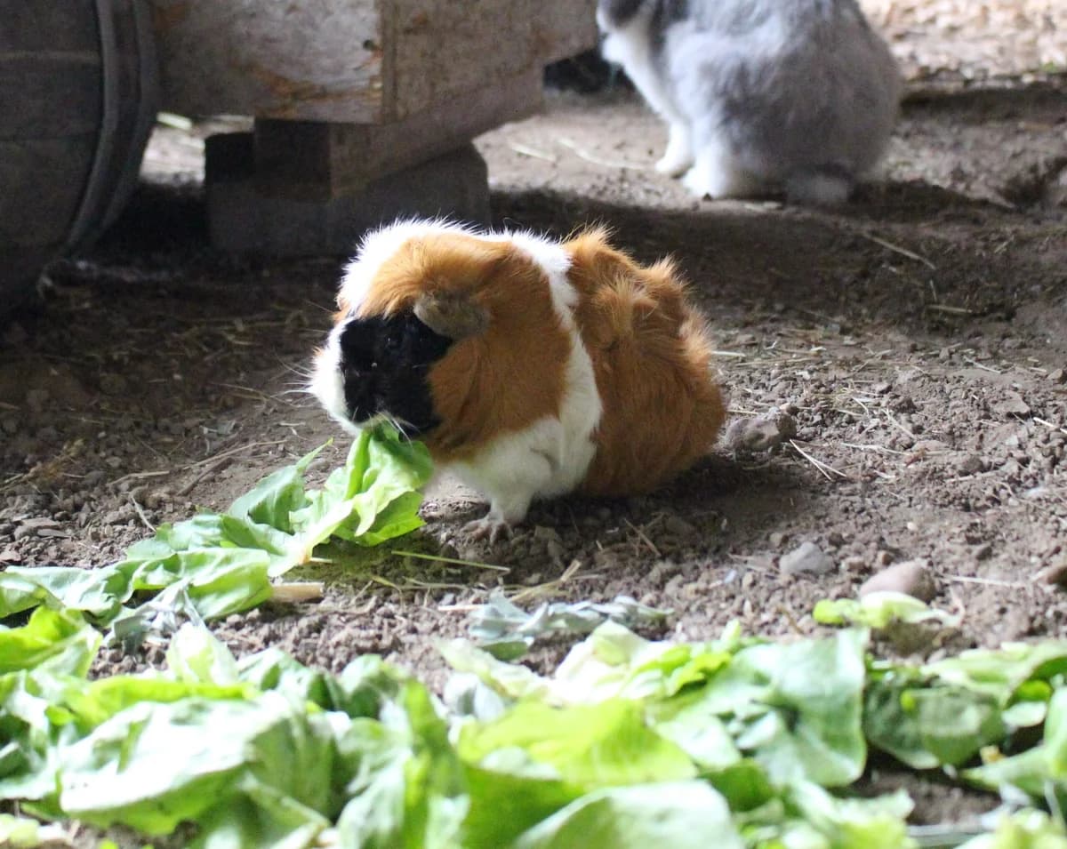 Luigi & Fred, male puppy mixed breed for adoption at Tierheim an der Ron