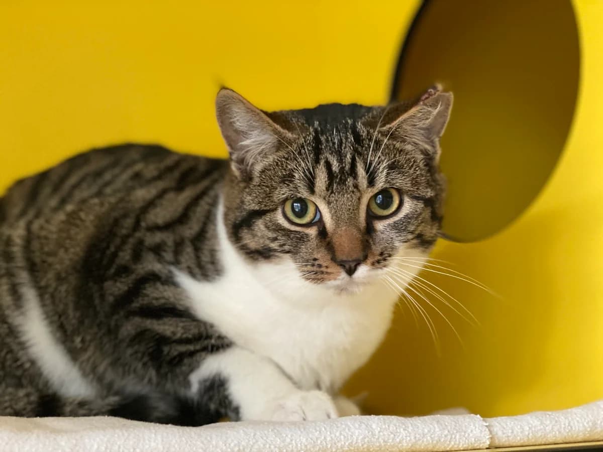 Milena, female 4yo Mixed Breed Cat for adoption at Tierheim an der Ron
