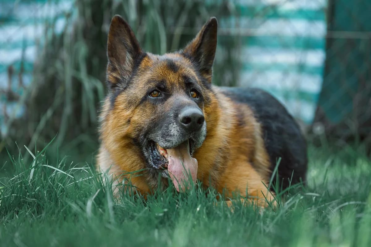 Rex, weiss male 5yo German Shepherd for adoption at Tierheim an der Ron