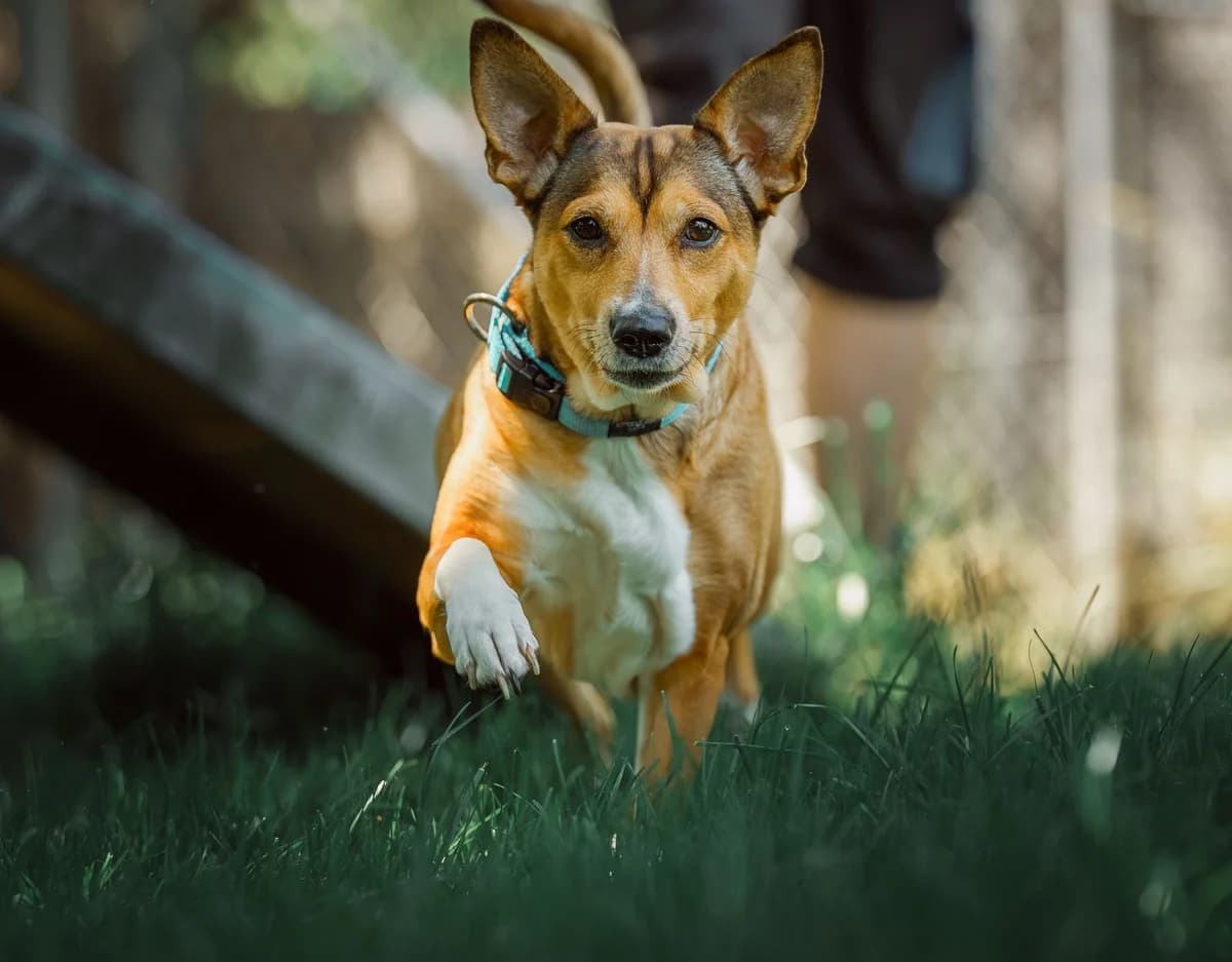 Mila, female 7yo mixed breed for adoption at Tierheim an der Ron