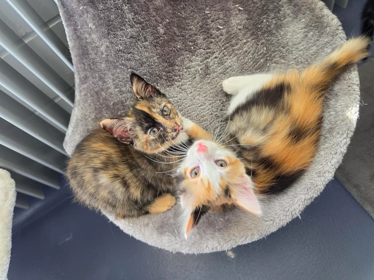 Rhia, Rosa, Ranjina & Rayn, female puppy Mixed Breed Cat for adoption at Tierheim an der Ron