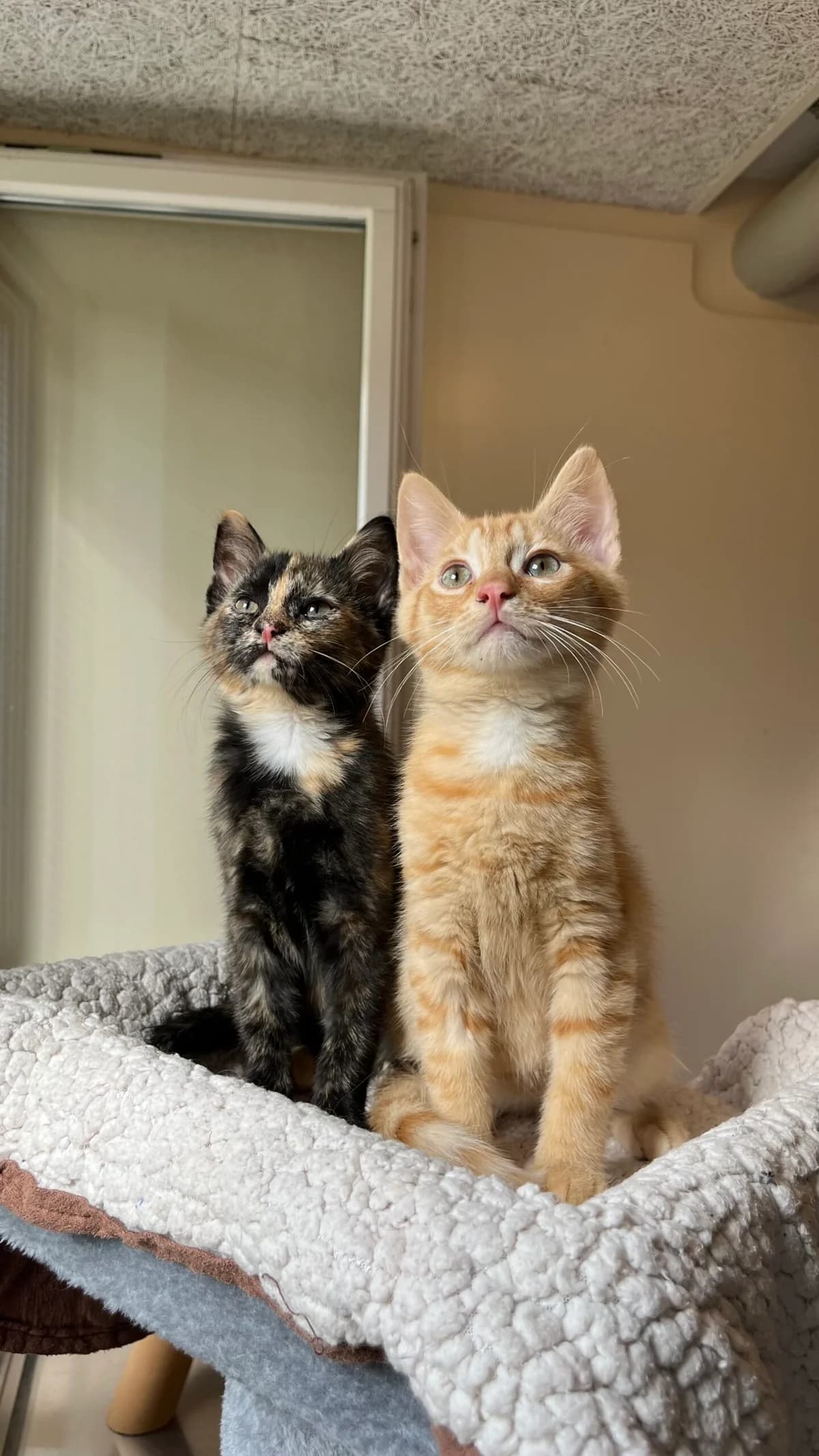 Rosa & Rayn, female puppy Mixed Breed Cat for adoption at Tierheim an der Ron