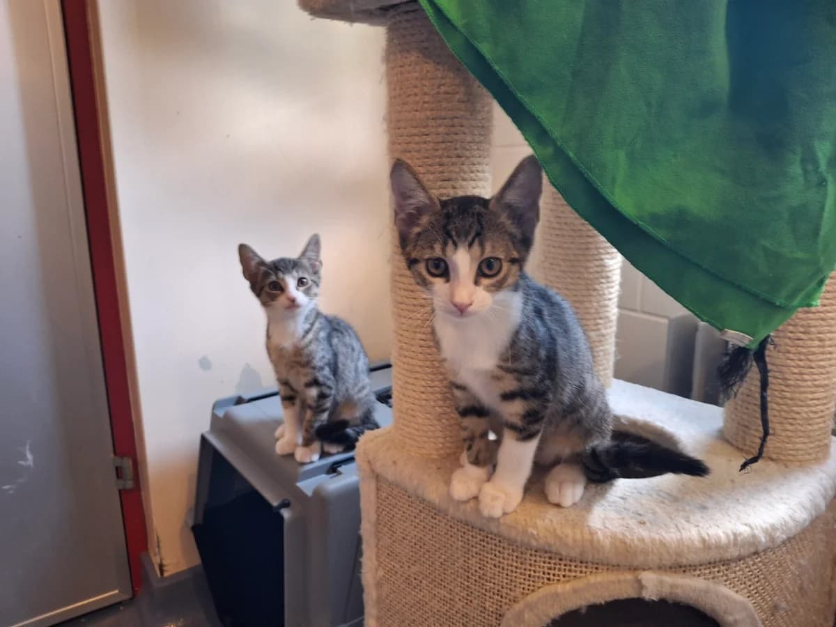 Inej, Isla, Ilario & Iggy, female puppy Mixed Breed Cat for adoption at Tierheim an der Ron