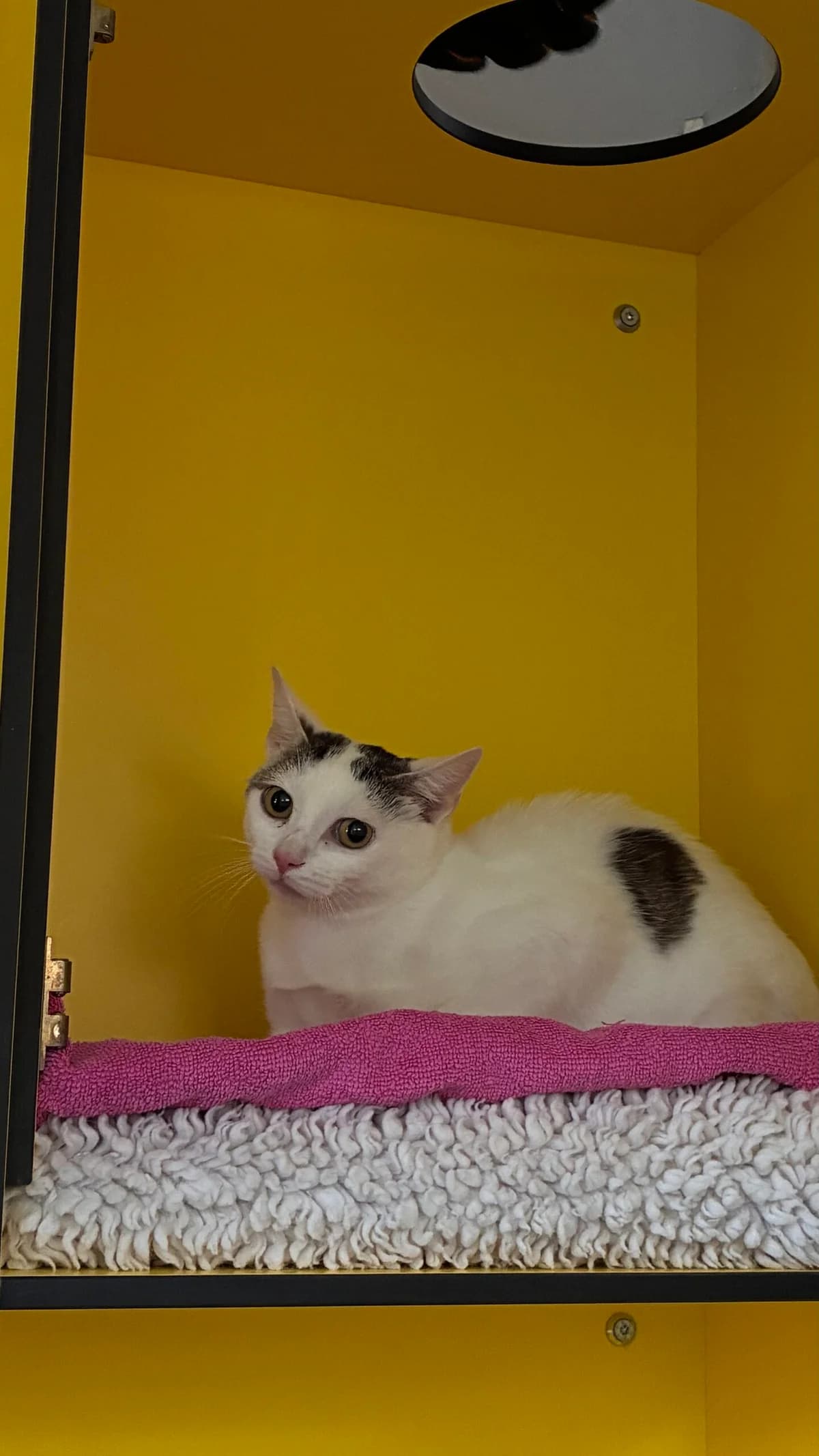 Paola, female 3yo Mixed Breed Cat for adoption at Tierheim an der Ron