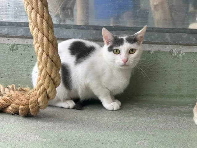 Dala, female 3yo Mixed Breed Cat for adoption at Tierheim an der Ron